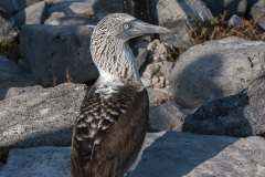 Fou à  pieds bleus (Sula nebouxii) - îles Galapagos