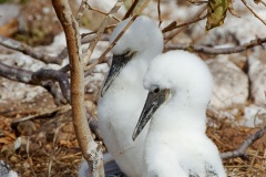 Fou masqué (Sula dactylatra)