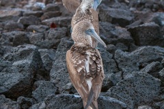 Fou à  pieds bleus (Sula nebouxii) - îles Galapagos