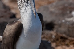 Fou à  pieds bleus (Sula nebouxii) - îles Galapagos