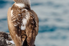 Fou à  pieds bleus des Galapagos (Sula nebouxii excisa)