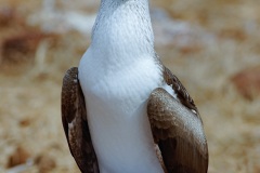 Fou à  pieds bleus des Galapagos (Sula nebouxii excisa)