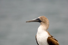 Fou à  pieds bleus des Galapagos (Sula nebouxii excisa)