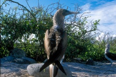 Fou à  pieds bleus (Sula nebouxii)