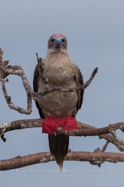 Fou à  pieds rouges du Pacifique Est (Sula sula websteri) - île de Génovesa - Galapagos