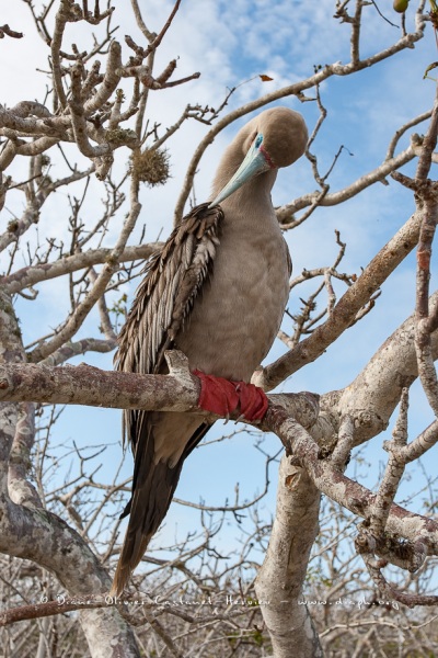 Fou à  pieds rouges du Pacifique Est (Sula sula websteri) - île de Génovesa - Galapagos