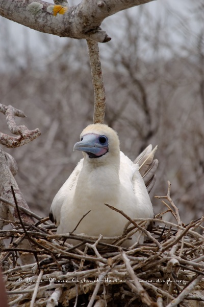 Fou à  pieds rouges du Pacifique Est (Sula sula websteri)