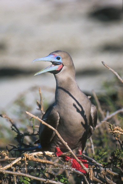 Fou à  pieds rouges du Pacifique Est (Sula sula websteri) - île de Génovesa - Galapagos