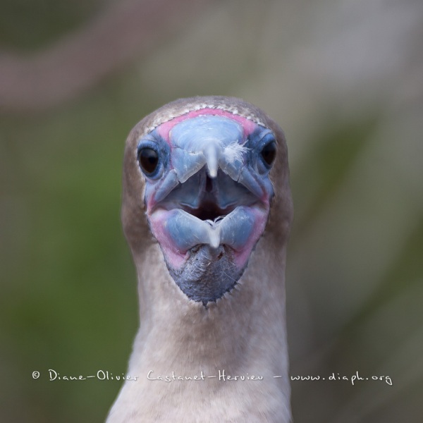 Fou à  pieds rouges du Pacifique Est (Sula sula websteri) - île de Génovesa - Galapagos