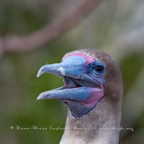 Fou à  pieds rouges du Pacifique Est (Sula sula websteri) - île de Génovesa - Galapagos