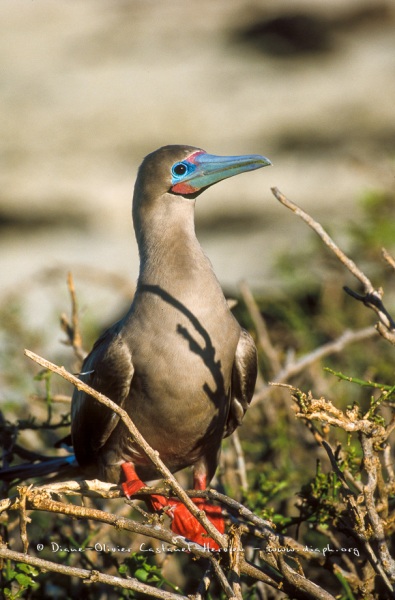 Fou à  pieds rouges du Pacifique Est (Sula sula websteri) - île de Génovesa - Galapagos