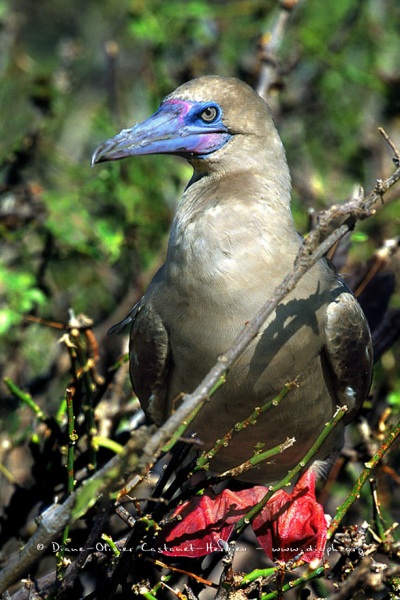 Fou à  pieds rouges du Pacifique Est (Sula sula websteri) - île de Génovesa - Galapagos