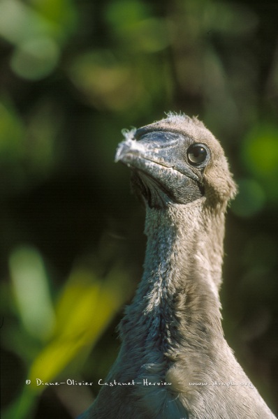 Fou à  pieds rouges du Pacifique Est (Sula sula websteri) - île de Génovesa - Galapagos