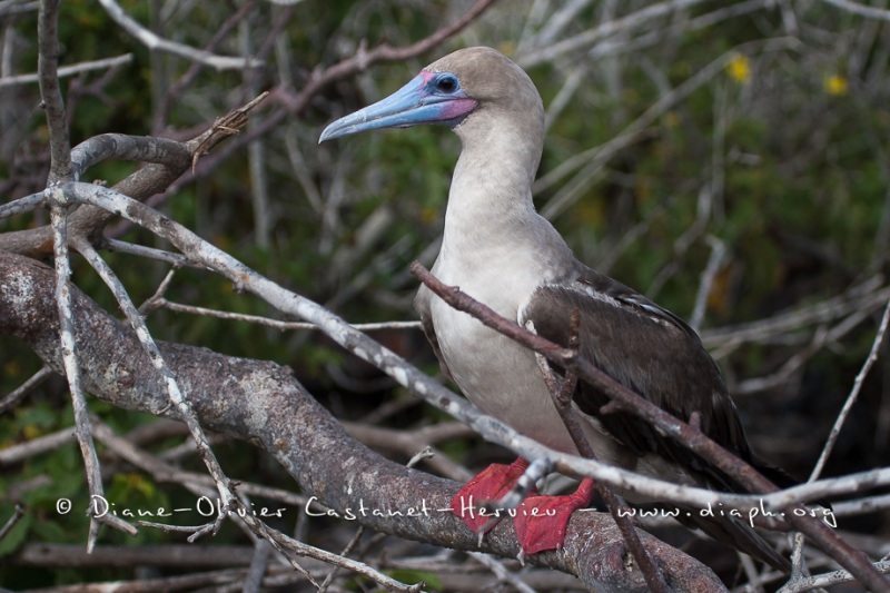 Fou à  pieds rouges du Pacifique Est (Sula sula websteri) - île de Génovesa - Galapagos