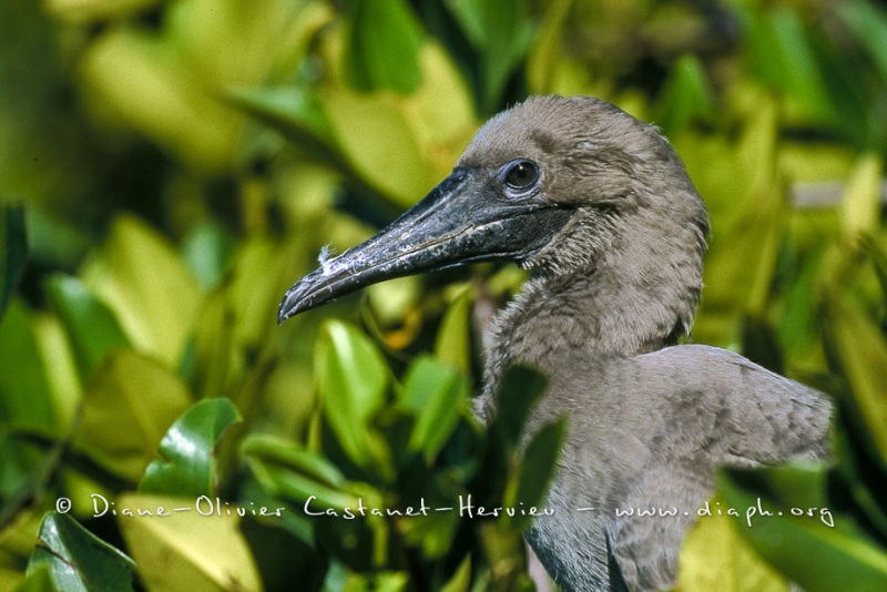 Fou à  pieds rouges du Pacifique Est (Sula sula websteri) - île de Génovesa - Galapagos