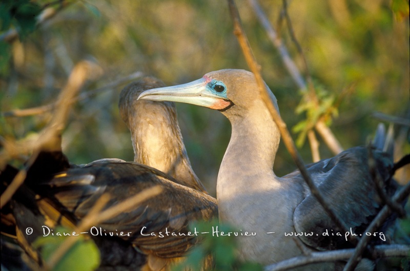 Fou à  pieds rouges du Pacifique Est (Sula sula websteri) - île de Génovesa - Galapagos