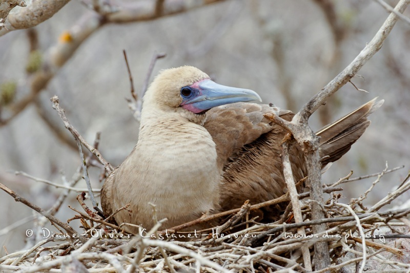 Fou à  pieds rouges du Pacifique Est (Sula sula websteri)