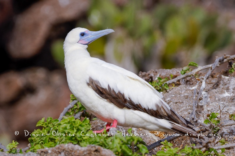 Fou à  pieds rouges du Pacifique Est (Sula sula websteri)