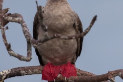 Fou à  pieds rouges du Pacifique Est (Sula sula websteri) - île de Génovesa - Galapagos