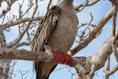 Fou à  pieds rouges du Pacifique Est (Sula sula websteri) - île de Génovesa - Galapagos