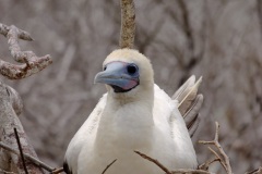 Fou à  pieds rouges du Pacifique Est (Sula sula websteri)