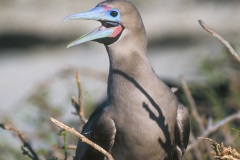 Fou à  pieds rouges du Pacifique Est (Sula sula websteri) - île de Génovesa - Galapagos