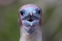 Fou à  pieds rouges du Pacifique Est (Sula sula websteri) - île de Génovesa - Galapagos