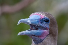 Fou à  pieds rouges du Pacifique Est (Sula sula websteri) - île de Génovesa - Galapagos