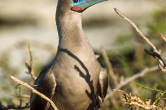 Fou à  pieds rouges du Pacifique Est (Sula sula websteri) - île de Génovesa - Galapagos