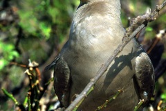 Fou à  pieds rouges du Pacifique Est (Sula sula websteri) - île de Génovesa - Galapagos