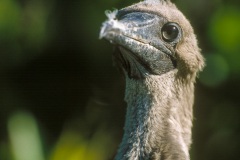 Fou à  pieds rouges du Pacifique Est (Sula sula websteri) - île de Génovesa - Galapagos