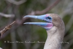 Fou à  pieds rouges du Pacifique Est (Sula sula websteri) - île de Génovesa - Galapagos