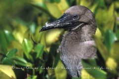 Fou à  pieds rouges du Pacifique Est (Sula sula websteri) - île de Génovesa - Galapagos