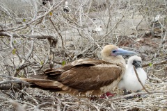 Fou à  pieds rouges du Pacifique Est (Sula sula websteri)