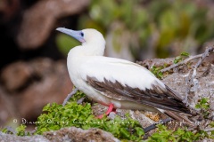 Fou à  pieds rouges du Pacifique Est (Sula sula websteri)