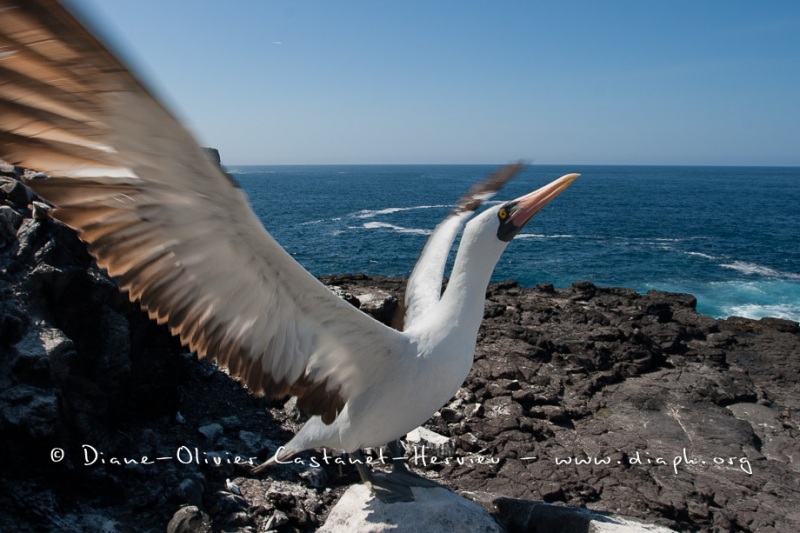 Fou masqué (Sula dactylatra) - îles Galapagos