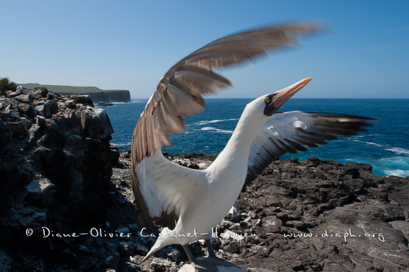 Fou masqué (Sula dactylatra) - îles Galapagos