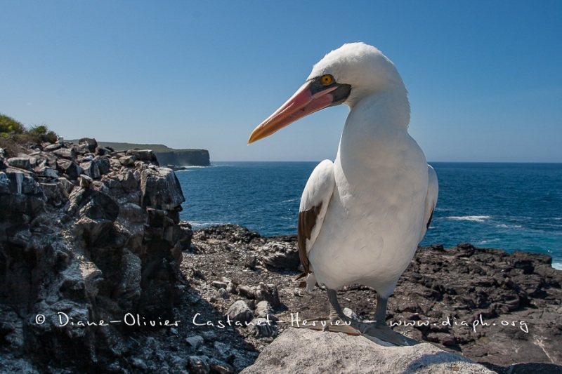 Fou masqué (Sula dactylatra) - îles Galapagos