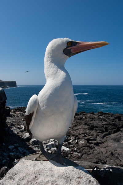 Fou masqué (Sula dactylatra) - îles Galapagos