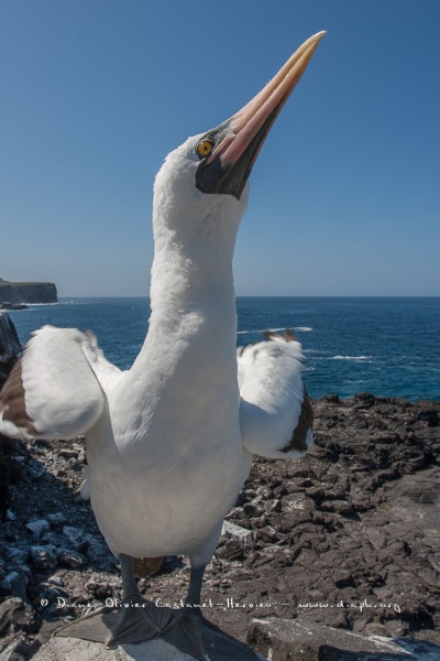 Fou masqué (Sula dactylatra) - îles Galapagos