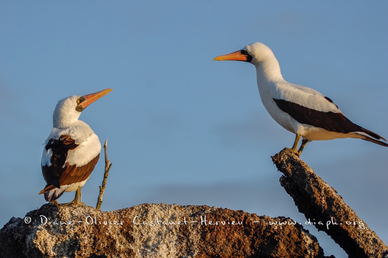 Fou masqué (Sula dactylatra)