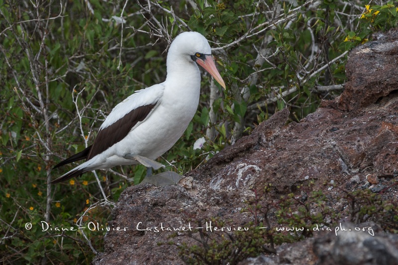 Fou masqué (Sula dactylatra) - îles Galapagos