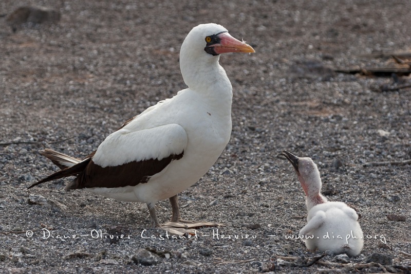 Fou masqué (Sula dactylatra) - îles Galapagos