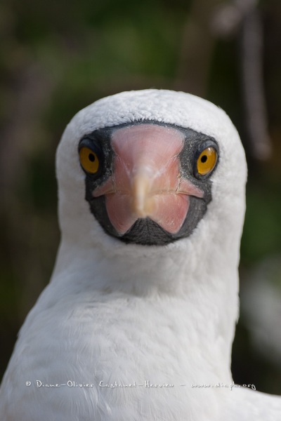 Fou masqué (Sula dactylatra) - îles Galapagos