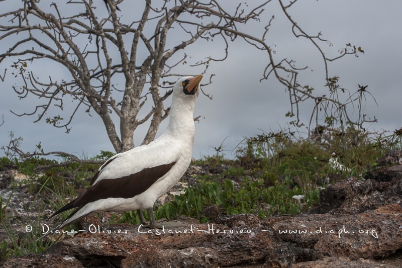 Fou masqué (Sula dactylatra) - îles Galapagos