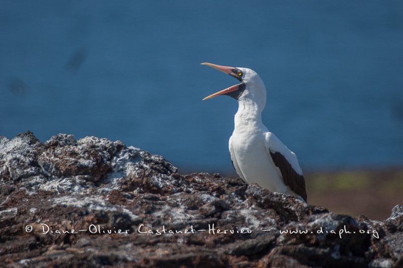 Fou masqué (Sula dactylatra) - îles Galapagos