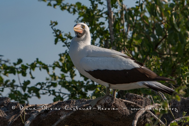 Fou masqué (Sula dactylatra) - îles Galapagos