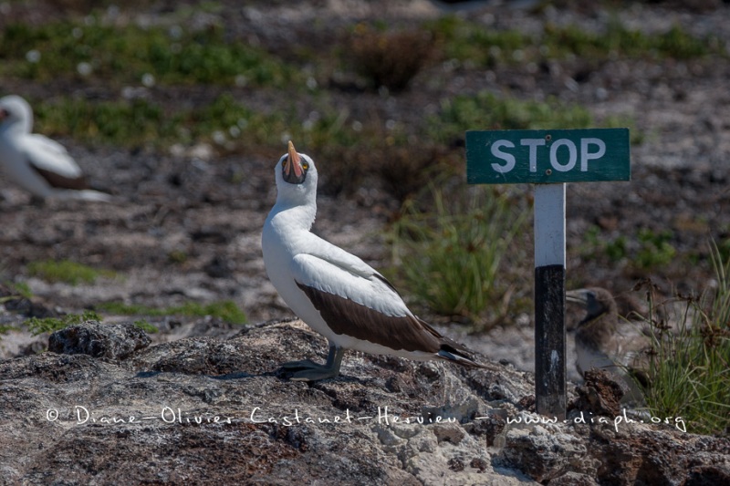 Fou masqué (Sula dactylatra) - îles Galapagos
