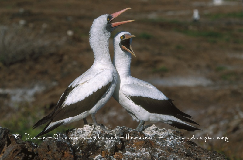 Fou masqué (Sula dactylatra) - île de Génovesa - Galapagos