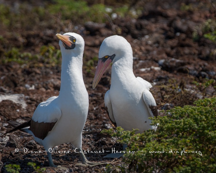 Fou masqué (Sula dactylatra) - îles Galapagos